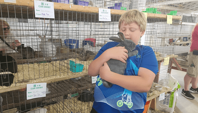 jase & rabbits