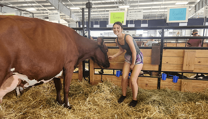 katie weiss dairy cow