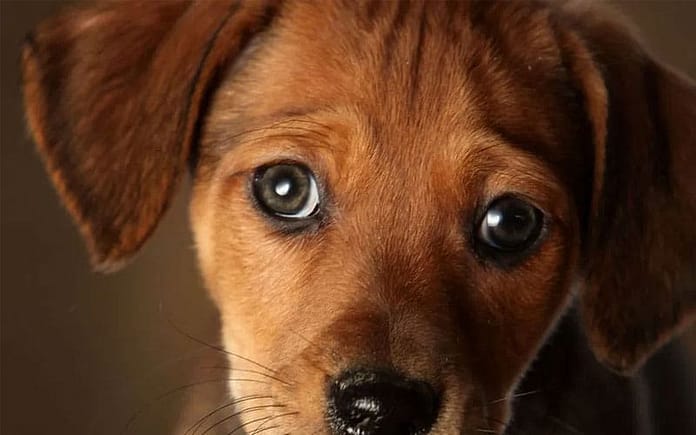 lost-pet-scams puppy
