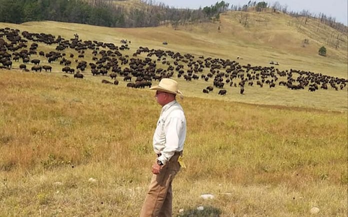 dar buffalo