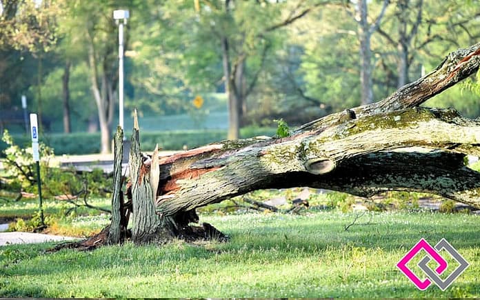 adopt-a-tree