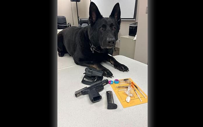 dcso-k9