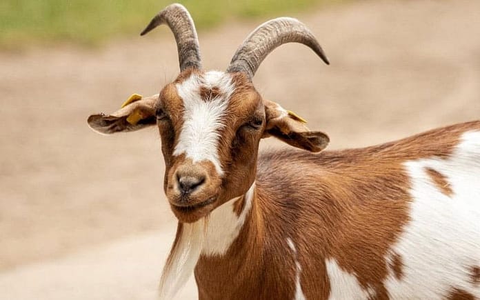 goat
