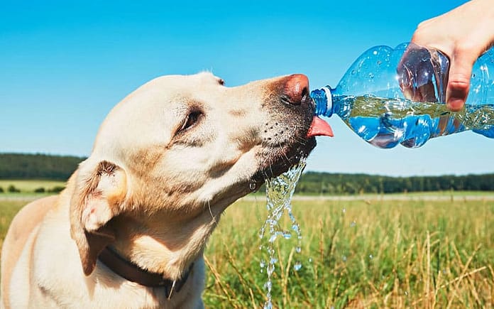 pet-summer-water
