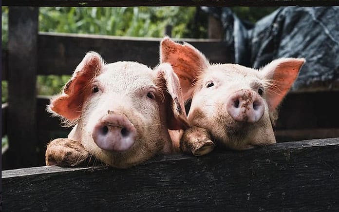 pigs