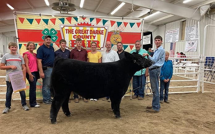 jr-fair-cow