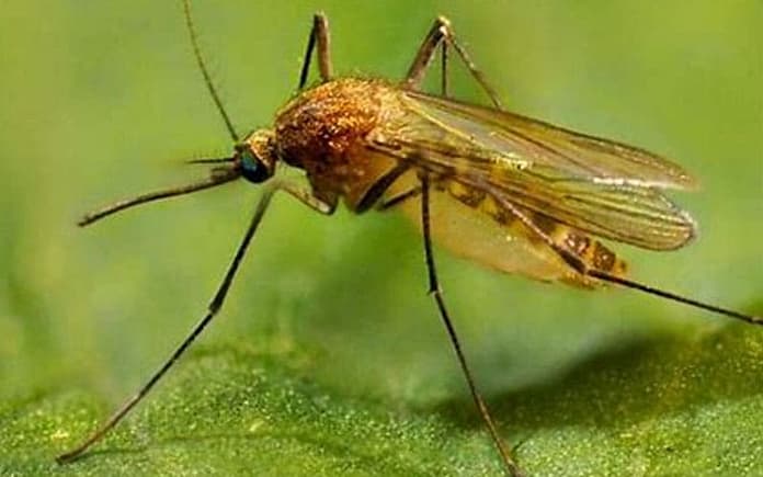 mosquito