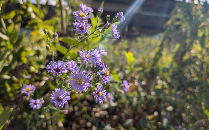 flowers