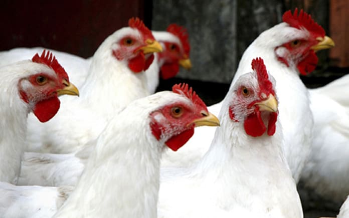 bird-flu