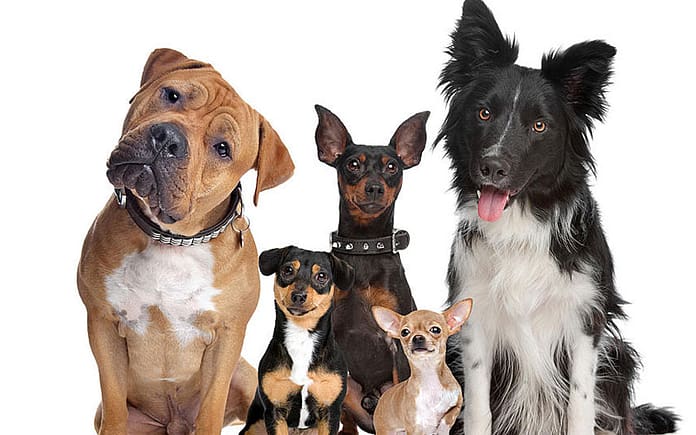 dog-license