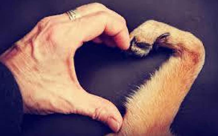 uc-pets