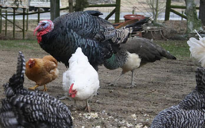bird-flu-darke-county-ohio