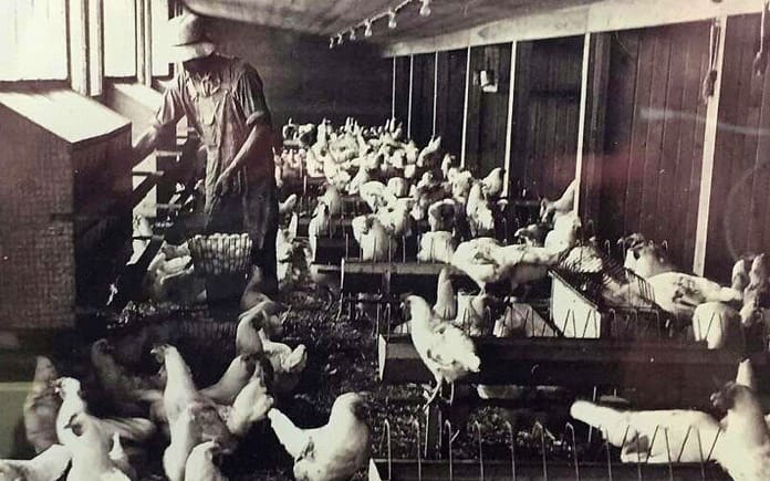 bird-flu-poultry-days