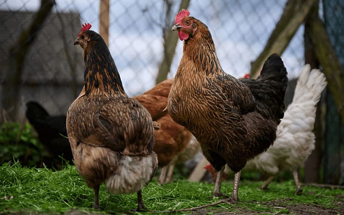 chickens