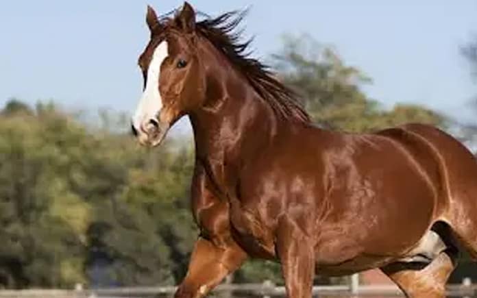 horse