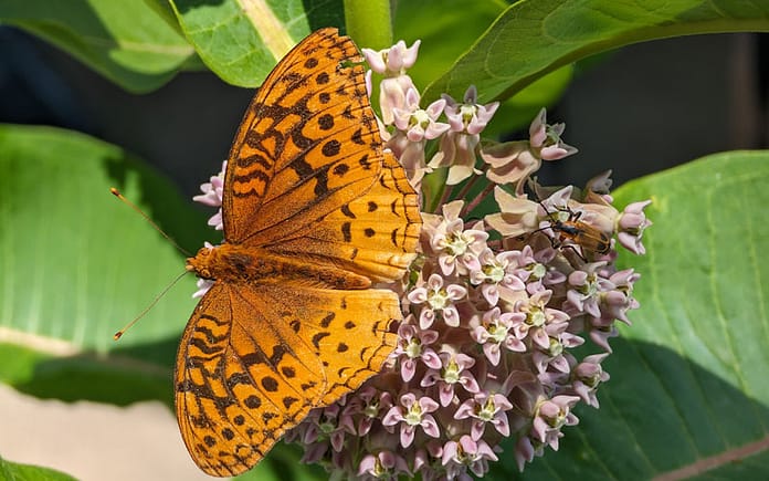 butterfly-parks