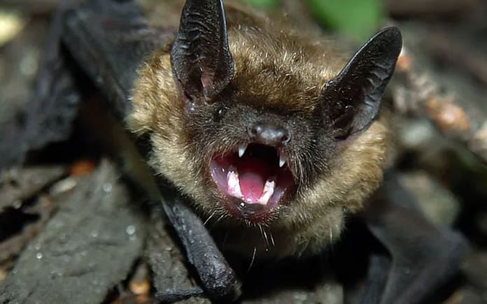 bat