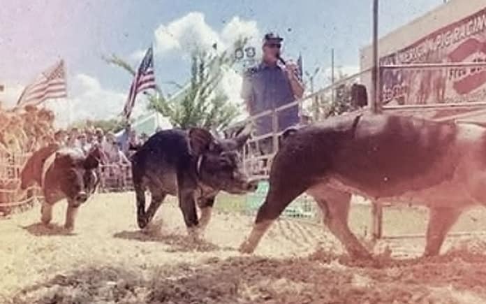 pig-race