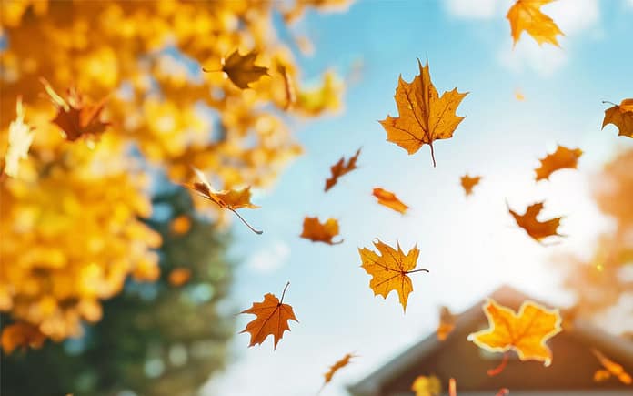 autumn