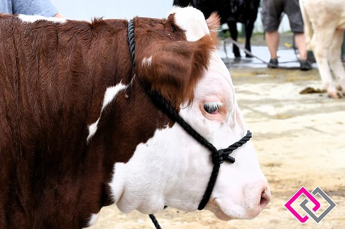Cow